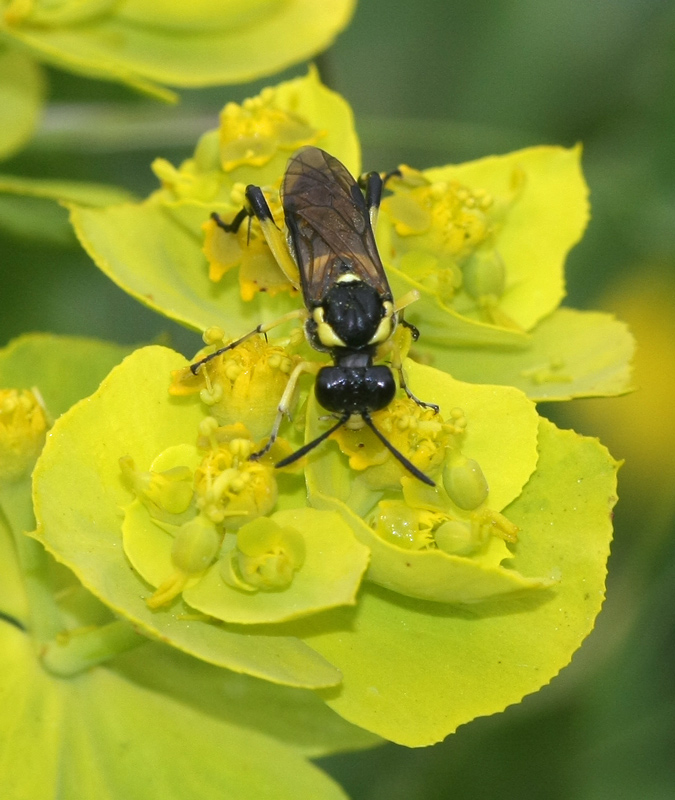 Symphyta or ichneumonidae? Macrophya montana